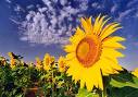 Girasoles