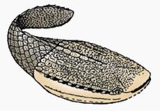 Astraspis
