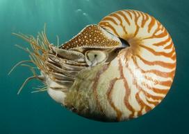 Nautilus