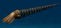 Ortoceras 