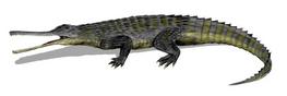 Rutiodon